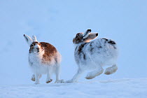 Mountain hare approaching another (Lepus timidus). Vauldalen, Sor-Trondelag, Norway. April