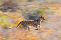 Cheetah (Acinonyx jubatus) running, Kalahari Desert, Botswana.