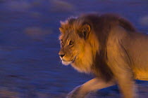 Male African lion (Panthera leo) at night, Kalahari Desert, Botswana.