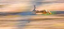 Granada / Iberian hare (Lepus granatensis) running, Extremadura, Spain, May.