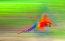 Scarlet macaw (Ara macao) flying, Costa Rica.