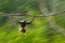 Grey gibbon (Hylobates muelleri) swinging through trees, Kinabalu National Park, Borneo.
