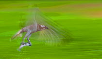 Osprey (Pandion haliaetus) in flight with fish prey, Finland.