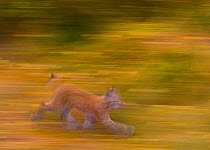 Eurasian lynx (Lynx lynx), Finland.