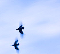 Two Common ravens (Corvus corax) in flight, Powys, Wales, February.