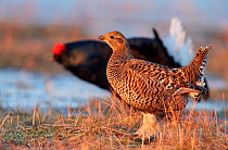 Male and female Black grouse (Lyrurus tetrix) at lek, Utajarvi, Finland, April.