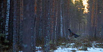 Male Capercaillie (Tetrao urogallus) taking off in woodland,Vaala, Finland, April.