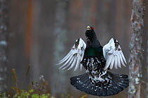 Male Capercaillie (Tetrao urogallus) flying in woodland, Vaala, Finland, April.