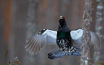 Male Capercaillie (Tetrao urogallus) flying in woodland, Vaala, Finland, April.