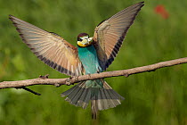 European bee-eater (Merops apiaster) landing on a branch with butterfly prey, Hungary, June.