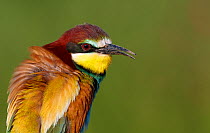 European bee-eater (Merops apiaster), Hungary, June.