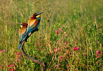 Two European bee-eaters (Merops apiaster), Hungary, June.