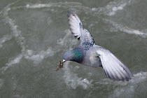Feral pigeon (Columba livia) flying with nesting material in its beak, Helsinki, Finland, February.