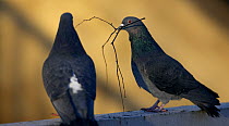Two Feral pigeons (Columba livia) perched, one with nesting material in its beak, Helsinki, Finland, February.