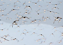 Large flock of Guillemots (Uria aalge) flying, Vardo, Norway, March.