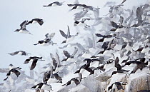 Large flock of Guillemots (Uria aalge) taking off from a cliff in falling snow, Vardo, Norway, March.