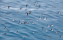 Flock of Guillemots (Uria aalge) flying over the sea, Vardo, Norway, March.