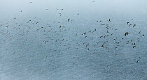 Large flock of Guillemots (Uria aalge) flying over the sea in falling snow, Vardo, Norway, March.