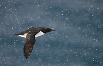 Guillemot (Uria aalge) flying over the sea in falling snow, Vardo, Norway, March.