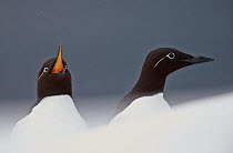 Two Guillemots (Uria aalge), one vocalising, Vardo, Norway, March.