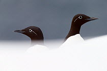 Two Guillemots (Uria aalge), Vardo, Norway, March.