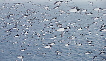 Large flock of Guillemots (Uria aalge) flying over the sea in falling snow, Vardo, Norway, March.