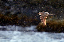 Gyrfalcon (Falco rusticolus), Vardo, Norway, March.