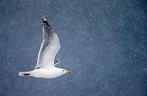 Herring gull (Larus argentatus) flying in falling snow, Vardo, Norway, March.