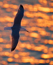 Herring Gull (Larus argentatus) flying at sunset, Vardo, Norway, March.