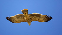 Imperial eagle (Aquila heliaca) in flight, Oman.