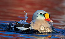 Male King eider (Somateria spectabilis) surfacing, Batsfjord, Norway, March.