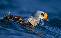 Male King eider (Somateria spectabilis) surfacing, Batsfjord, Norway, March.