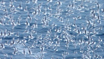 Large flock of Kittiwakes (Rissa tridactyla) flying over the sea, Vardo, Norway, March.