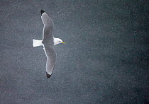 Kittiwake (Rissa tridactyla) flying over the sea, with falling snow, Vardo, Norway, March.