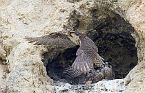 Female Lanner falcon  (Falco biarmicus) leaving nest containing juveniles, Sicily, Italy, May.