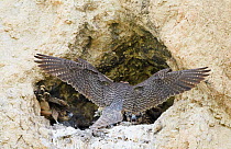 Male Lanner falcon  (Falco biarmicus) arriving at nest containing juveniles, Sicily, Italy, May.