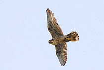 Female Lanner falcon (Falco biarmicus) in flight, Sicily, Italy, May.