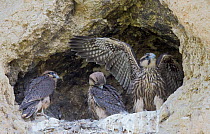 Three juvenile Lanner falcons (Falco biarmicus) in nest, Sicily, Italy, May.