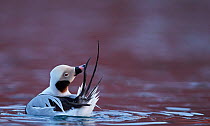 Male Long-tailed duck (Clangula hyemalis) preening, Batsfjord, Norway, March.