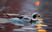 Male Long-tailed duck (Clangula hyemalis), Batsfjord, Norway, March.