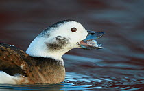 Female Long-tailed duck (Clangula hyemalis), Batsfjord, Norway, March.