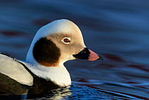 Male Long-tailed duck (Clangula hyemalis) Vardo, Norway, March.