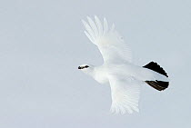 Male Rock ptarmigan (Lagopus mutus) in flight, showing winter plumage, Utsjoki, Finland, April.