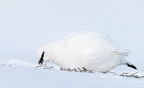 Male Rock ptarmigan (Lagopus mutus) feeding, showing winter plumage, Utsjoki, Finland, April.