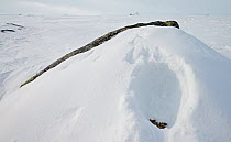 Rock ptarmigan (Lagopus muta) snow hole, Utsjoki, Finland, April.