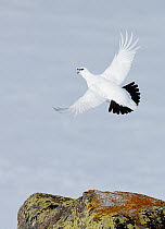 Male Rock ptarmigan (Lagopus mutus) vocalising whilst in flight, showing winter plumage, Utsjoki, Finland, April.