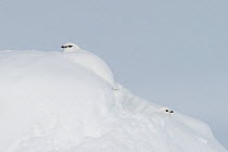 Pair of Rock ptarmigans (Lagopus mutus) in snow hole, showing winter plumage, Utsjoki, Finland, April.