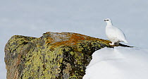Male Rock ptarmigan (Lagopus mutus) in winter plumage, Utsjoki, Finland, April.
