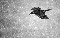 Commen raven (Corvus corax) flying in falling snow, Vardo, Norway, March.