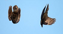 Pair of Common ravens (Corvus corax) displaying, Vardo, Norway, March.